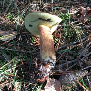 Bay bolete (Imleria badia)