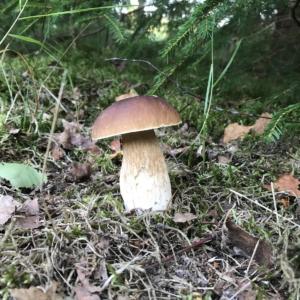 Boletus edulis