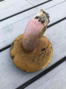 Underside of scarlatina bolete