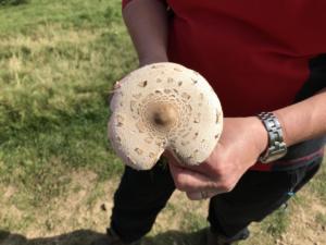 Parasol mushroom