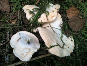 Hedgehog mushrooms or Taggsvamp in Swedish         