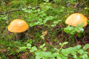 Orange birch bolete (Leccinum versipelle)      