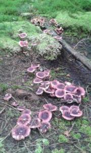 Brittlegill or Russula