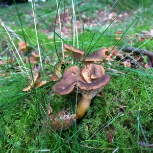 Winter Chanterelle 